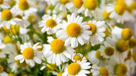 Are Chamomile Flowers Safe for Cats? And Why Do They Dream of Electric Mice?