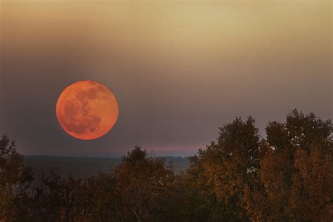 Are there brown flowers, and do they whisper secrets to the moon?