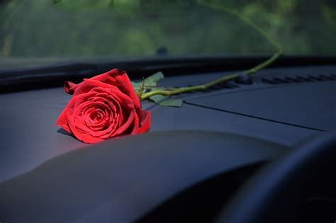 Can I Leave Flowers in the Car: A Symphony of Petals and Possibilities