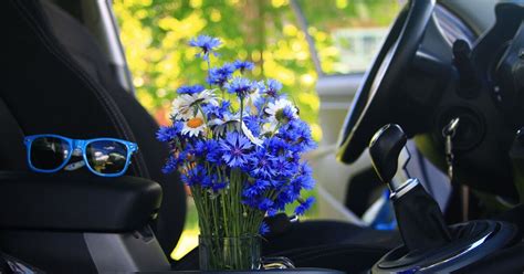 Can You Leave Flowers in the Car: What Happens When You Forget the Sunflowers on the Dashboard?