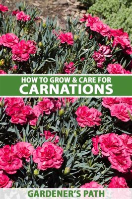 Can You Propagate Carnations from Cut Flowers? Exploring the Myth and Reality of Floral Regeneration