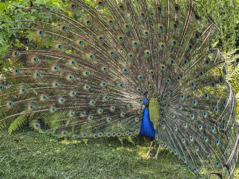  Der Pfau - Eine Studie über Pracht und Illusion im Barock