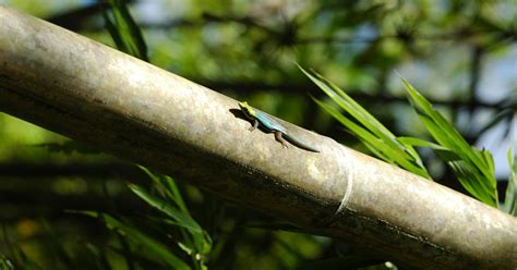 Die “Das Geheimnis des Bambuswaldes” - Eine Verträumte Reise in die Stille der Natur!