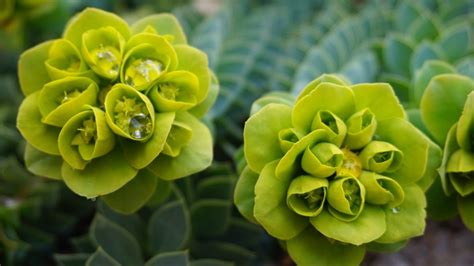 Do Green Flowers Exist? Exploring the Unseen Palette of Nature