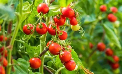 Do Tomatoes Grow from Flowers? Exploring the Curious Connection Between Tomatoes and Floral Mysteries