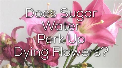 Does Sugar Help Flowers Last Longer? And Can It Make Them Sweeter Too?