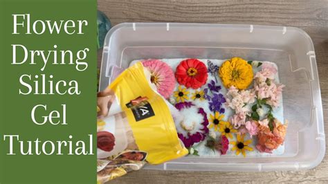 How to Preserve Flowers with Silica Gel: A Comprehensive Guide to Eternal Blooms and the Art of Letting Go