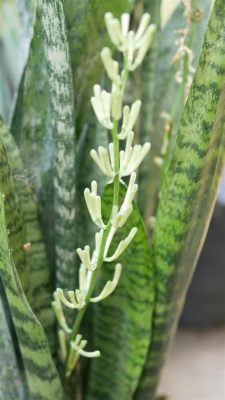 Is it bad if a snake plant flowers? And why do they bloom when you least expect it?