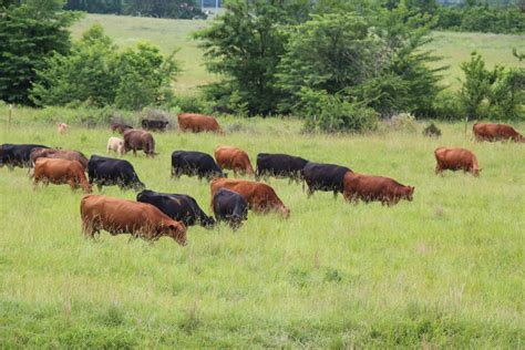 Is Livestock Ranching Intensive or Extensive: A Dive into the Pastures of Paradox