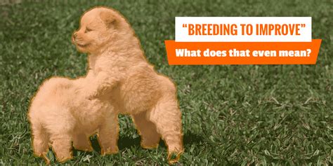 What Does No Breeding Rights Mean: A Dive into the Complexities of Ownership and Reproduction