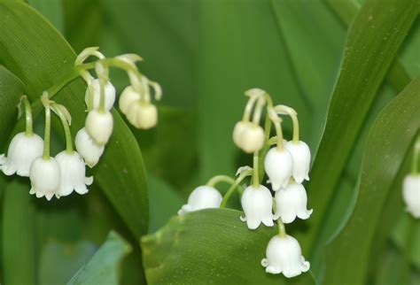 What Flowers Bloom in June, and Why Do They Whisper Secrets to the Moon?