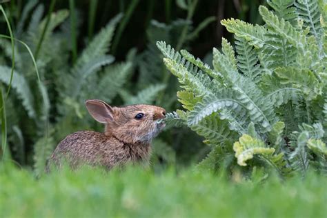 What Flowers Do Rabbits Not Eat: Exploring the Unlikely Connections Between Flora and Fauna