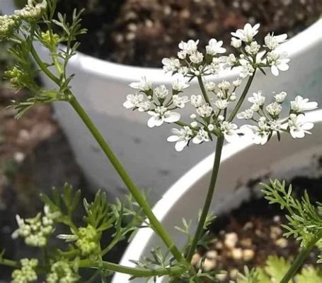 What to Do When Cilantro Flowers: A Guide to Embracing the Unexpected in Your Garden