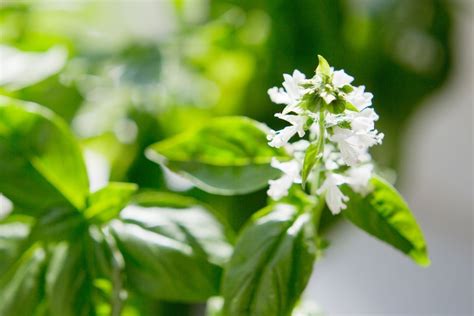 What to Do with Basil Flowers: A Journey Through Culinary, Aesthetic, and Medicinal Possibilities