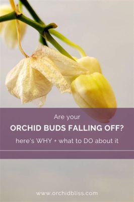 When Do Orchid Flowers Fall Off: A Journey Through Time and Petals