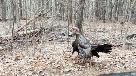 When is Turkey Breeding Season: A Time of Renewal and Reflection