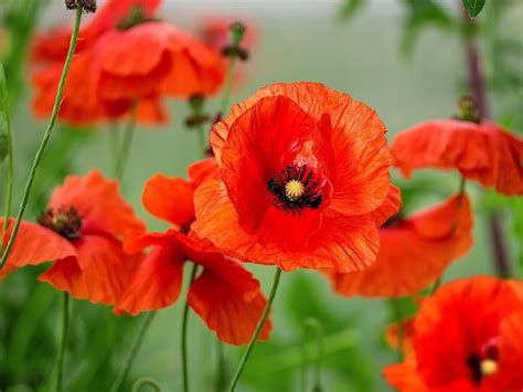 Where Can I Buy Poppy Flowers and Why Do They Remind Me of Forgotten Dreams?