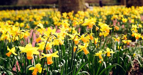 Why Do You Give Yellow Flowers on March 21: A Symphony of Sunlight and Symbolism